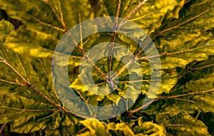 Background image of green foliage close-up