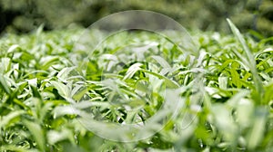 Background image of green oak green and purple lettuce