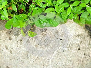 A Background image of green wer leaves and a cement concrete in the morning