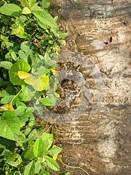 A Background image of green wer leaves and a cement concrete with a morning light