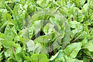 Background image of healthy lettuce plants in backyard vegetable garden