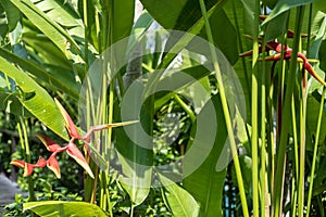 Background image of Heliconia bihai, Red palulu flower with leaf, Tropical flowers. photo