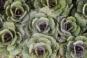Background image leaves ; Vegetable plants