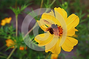 Background image A little bee grazing on a beautiful yellow flower looking for the sweetness of nature.