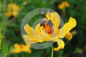 Background image A little bee grazing on a beautiful yellow flower looking for the sweetness of nature.