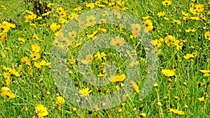 Background image made of beautiful yellow flowers of Coreopsis lanceolata also known as Garden, sand coreopsis, Lance leaf