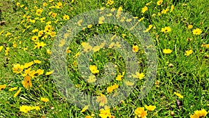 Background image made of beautiful yellow flowers of Coreopsis lanceolata also known as Garden, sand coreopsis, Lance leaf