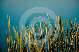 Background image of marsh grass on a blue water background