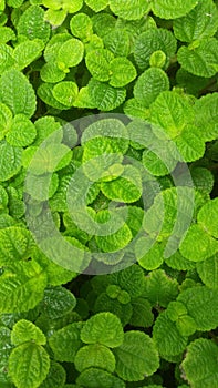 Background image , mint, and patterns of green leaf
