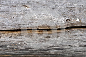 Background image. Natural wooden board texture photo