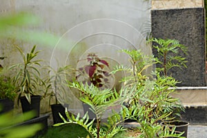 Background image nature photography green leave