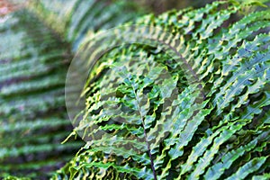 Background image of New Zealand Kiokio fern leaves.