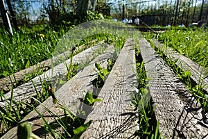 Background image. Parallel wooden boards. Grass grows between them. Top view