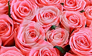 Background image of pink roses