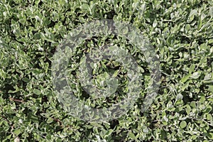 Background image of Privet Hedge green leaves.