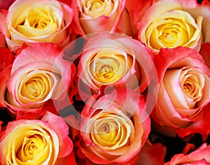 Background image of red roses