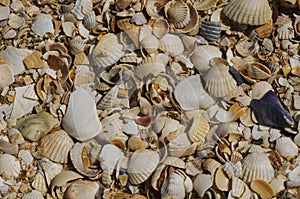 Background image of seashells on the beach