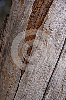 Close-Up of a rustic rotten tree trunk background