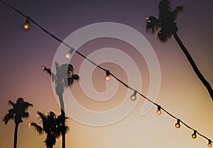 Background Image of String Lights In Front of Palm Trees at Suns