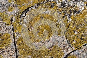 Background image. Texture of natural marble stone with lichen pattern