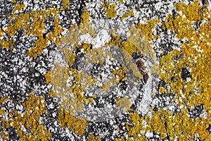 Background image. Texture of natural marble stone with lichen pattern