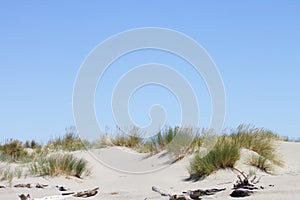 Background image of toi toi grass growing on top of a sand dune against a blue summer sky