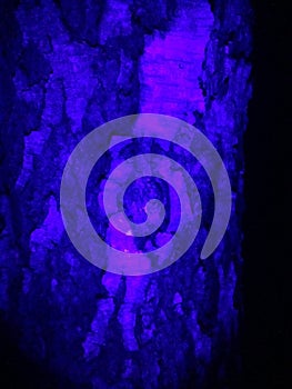 Background image of tree bark and roots. Coronavirus in UV.