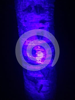 Background image of tree bark and roots. Coronavirus in UV.