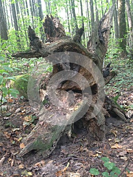 Background image of tree bark and roots. The terrible face of a monster, goblin, ghost.