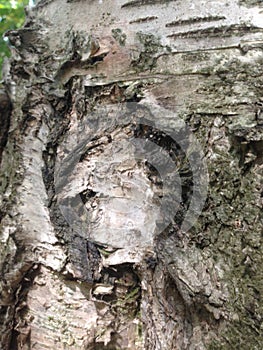 Background image of tree bark and roots. The terrible face of a monster, goblin, ghost.