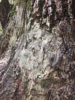 Background image of tree bark and roots. The terrible face of a monster, goblin, ghost.