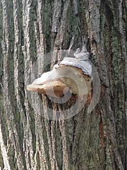 Background image of tree bark and roots. The terrible face of a monster, goblin, ghost.