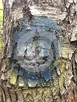 Background image of tree bark and roots. The terrible face of a monster, goblin, ghost.