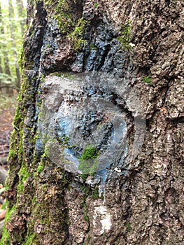 Background image of tree bark and roots. The terrible face of a monster, goblin, ghost.