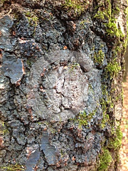 Background image of tree bark and roots. The terrible face of a monster, goblin, ghost.