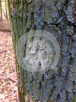 Background image of tree bark and roots. The terrible face of a monster, goblin, ghost.