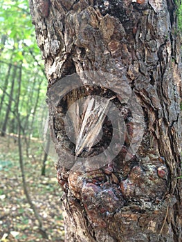 Background image of tree bark and roots. The terrible face of a monster, goblin, ghost.