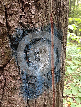 Background image of tree bark and roots. The terrible face of a monster, goblin, ghost.