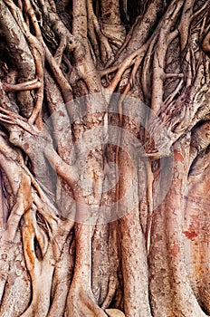 Background image of a tropical banyan tree (ficus benghalensis)