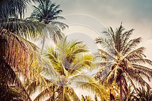 Background image of tropical palm trees and blue sky