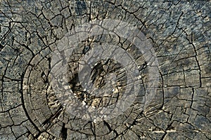 The background image of the year long rings of the cross sawed tree, the old rotten stump