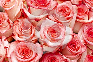 Background images with scarlet roses