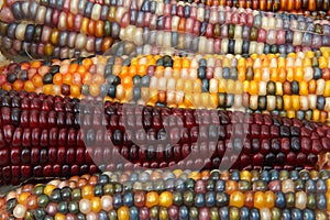 Background of Indian Corn with deep depth of field