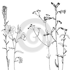 Background with ink drawing herbs and flowers