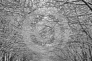 Background, intertwining tree branches covered with snow. Texture of icy shrub branches intertwining with each other