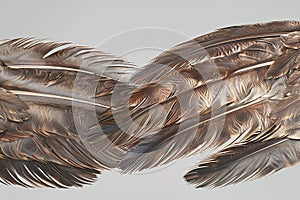 Background Isolate griffin feather, Griffon vulture feather, fantasy realistic concept