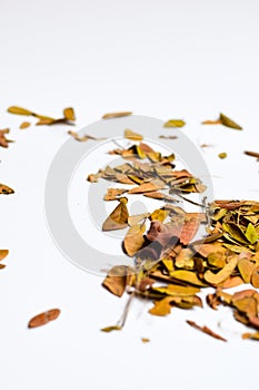 Background of Isolated Autumn Leaves - Place For Your Design, Text