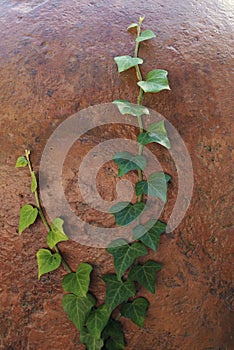 Background with ivy creeping on a clay pot in the garden