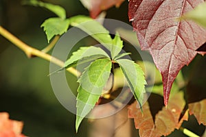 Background with ivy foliage in park