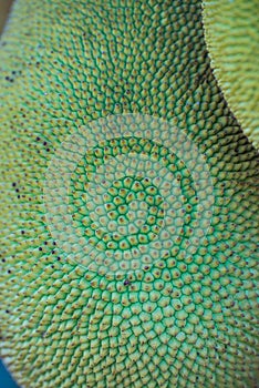 Background of jackfruit texture